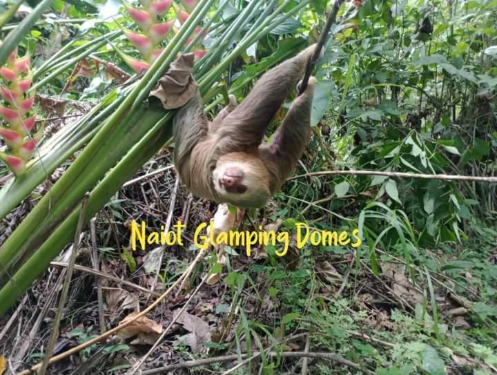 Glamping Naioth Apartamento Guápiles Exterior foto