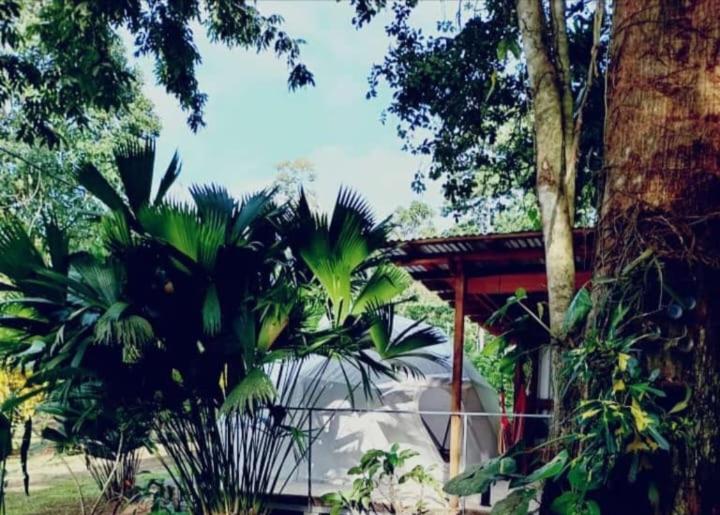 Glamping Naioth Apartamento Guápiles Exterior foto