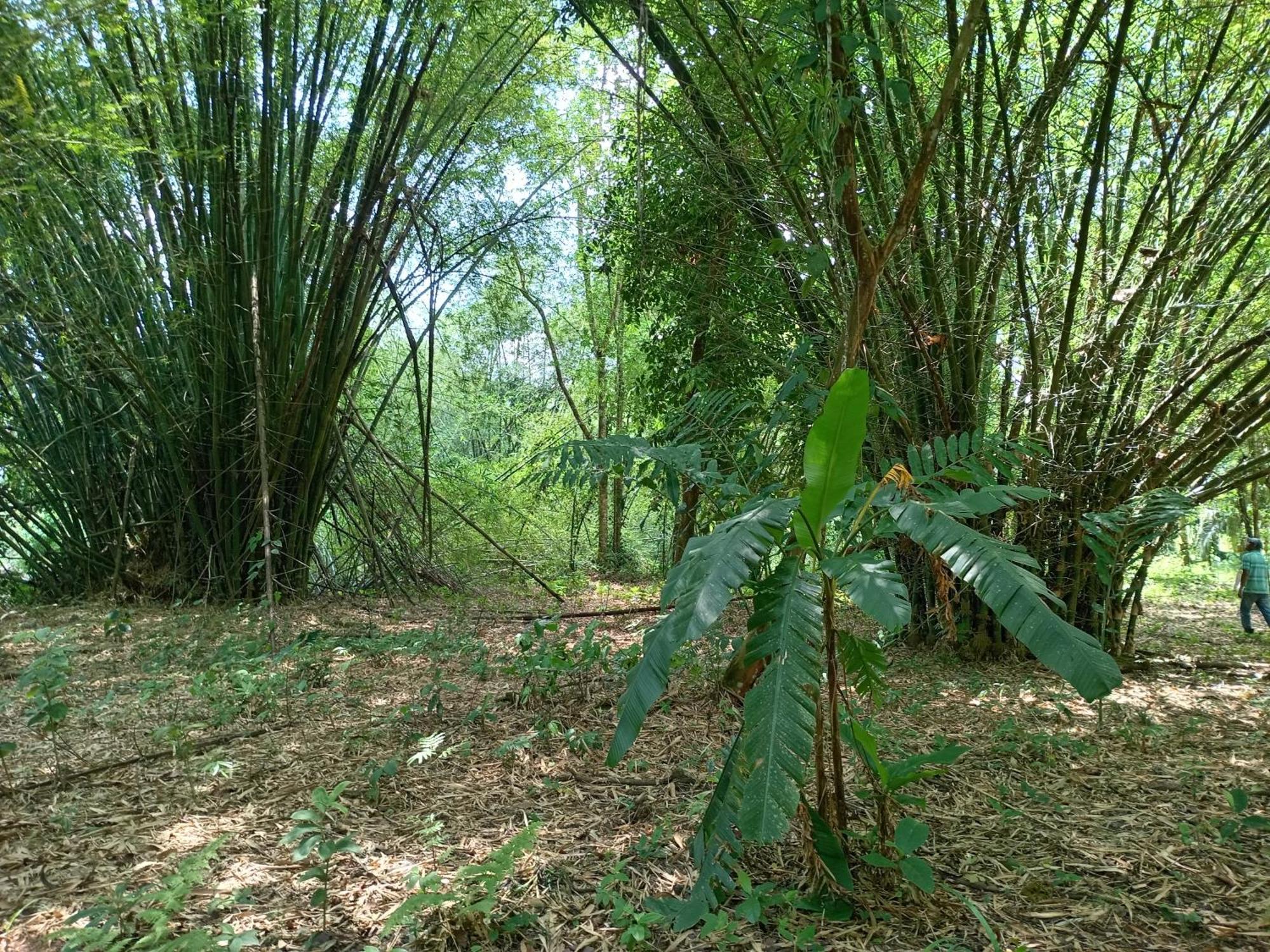 Glamping Naioth Apartamento Guápiles Quarto foto
